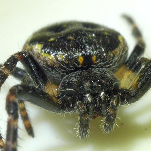 Réf. 293 887 : Nuctenea umbratica